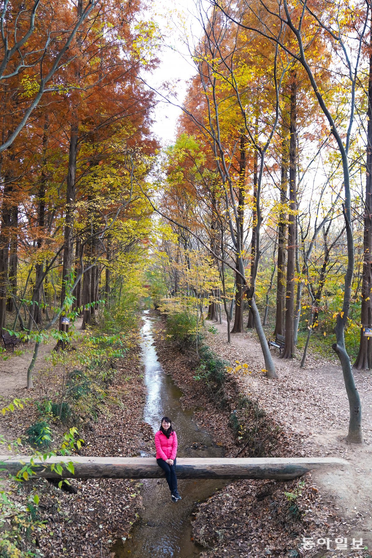 경주 경북천년숲정원 거울숲 실개천 외나무다리.