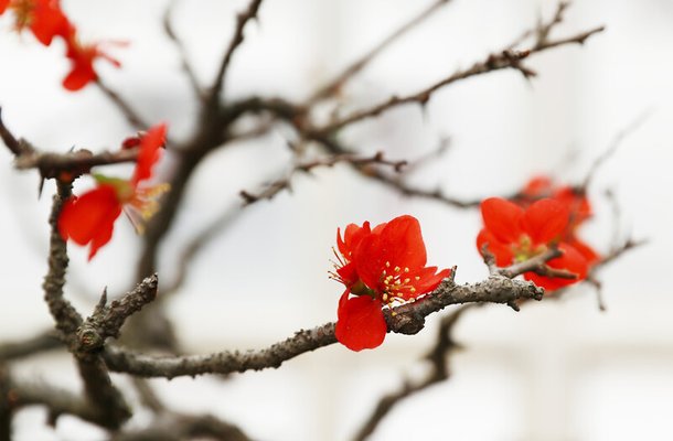 창경궁 ‘대온실’에서 활짝 핀 장미과 장수매. 박미향 기자